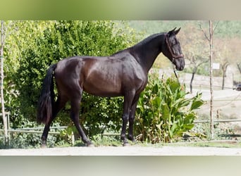 PRE Mix, Mare, 3 years, 15.3 hh, Black