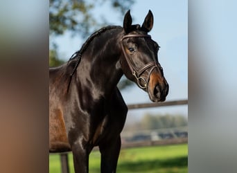 PRE Mix, Mare, 3 years, 15,3 hh, Brown