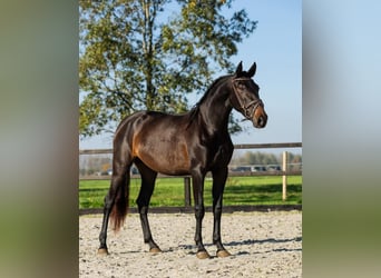 PRE Mix, Mare, 3 years, 15,3 hh, Brown