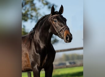 PRE Mix, Mare, 3 years, 15,3 hh, Brown