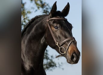 PRE Mix, Mare, 3 years, 15,3 hh, Brown