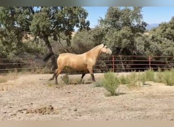 PRE Mix, Mare, 3 years, 15.3 hh, Buckskin