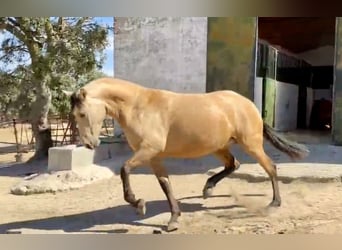 PRE Mix, Mare, 3 years, 15.3 hh, Buckskin