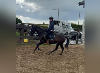 PRE Mix, Mare, 3 years, 15 hh, Black