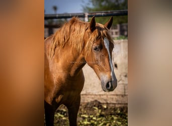 PRE, Mare, 3 years, 15 hh, Chestnut-Red