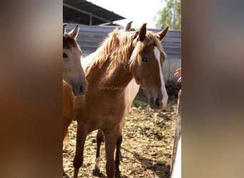 PRE, Mare, 3 years, 15 hh, Chestnut-Red