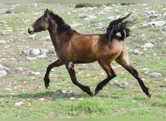 PRE, Mare, 3 years, 15 hh, Dun