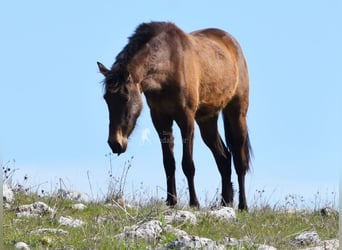 PRE, Mare, 3 years, 15 hh, Dun
