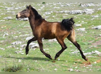 PRE, Mare, 3 years, 15 hh, Dun