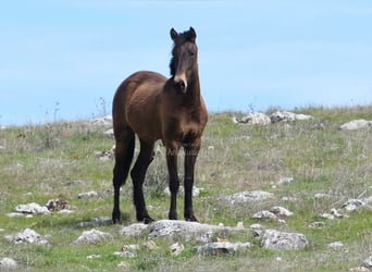 PRE, Mare, 3 years, 15 hh, Dun