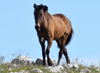 PRE, Mare, 3 years, 15 hh, Dun