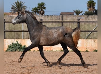 PRE Mix, Mare, 3 years, 15 hh, Gray