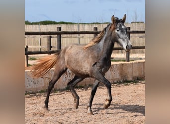 PRE Mix, Mare, 3 years, 15 hh, Gray