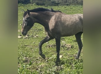 PRE Mix, Mare, 3 years, 15 hh, Grey