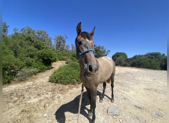 PRE Mix, Mare, 3 years, 15 hh, Grey
