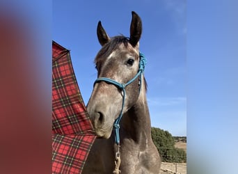 PRE Mix, Mare, 3 years, 15 hh, Grey