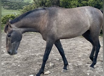 PRE Mix, Mare, 3 years, 15 hh, Grey