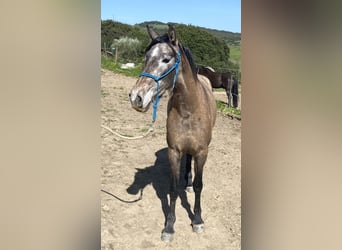 PRE Mix, Mare, 3 years, 15 hh, Grey