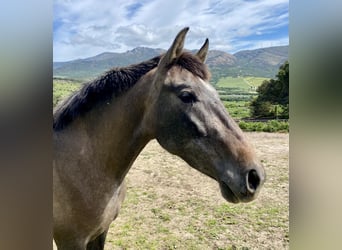 PRE Mix, Mare, 3 years, 15 hh, Grey