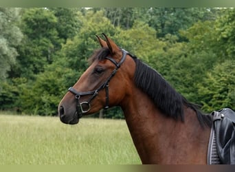 PRE Mix, Mare, 3 years, 15,1 hh, Brown