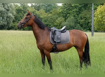 PRE Mix, Mare, 3 years, 15,1 hh, Brown