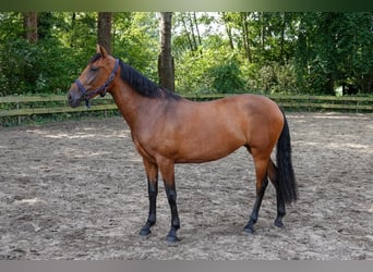 PRE Mix, Mare, 3 years, 15,1 hh, Brown