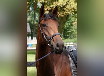 PRE Mix, Mare, 3 years, 15,1 hh, Brown