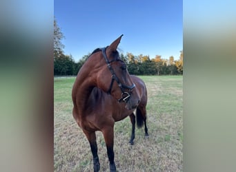 PRE Mix, Mare, 3 years, 15,1 hh, Brown