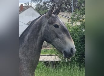 PRE Mix, Mare, 3 years, 15,1 hh, Gray