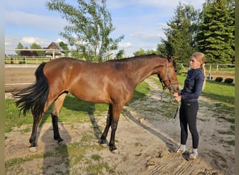 PRE Mix, Mare, 3 years, 15,2 hh, Bay