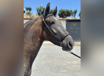 PRE, Mare, 3 years, 15,2 hh, Black