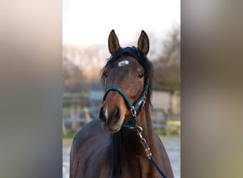 PRE Mix, Mare, 3 years, 15,2 hh, Brown