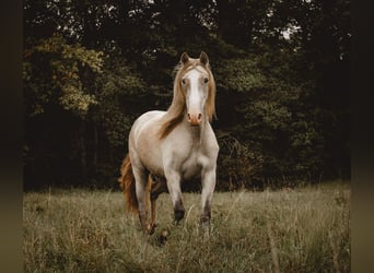 PRE, Mare, 3 years, 15,2 hh, Brown Falb mold