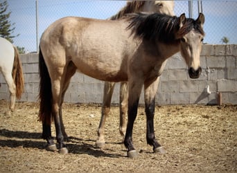 PRE Mix, Mare, 3 years, 15,2 hh, Buckskin