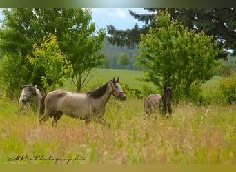 PRE, Mare, 3 years, 15,2 hh, Gray-Dapple