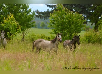 PRE, Mare, 3 years, 15,2 hh, Gray-Dapple