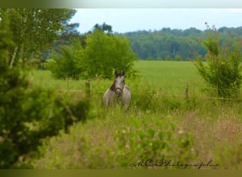 PRE, Mare, 3 years, 15,2 hh, Gray-Dapple