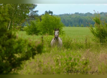 PRE, Mare, 3 years, 15,2 hh, Gray-Dapple