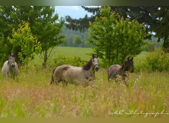 PRE, Mare, 3 years, 15,2 hh, Gray-Dapple