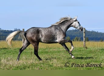 PRE Mix, Mare, 3 years, 15,2 hh, Grey