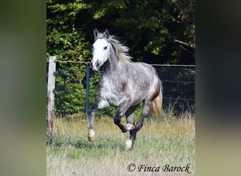 PRE Mix, Mare, 3 years, 15,2 hh, Grey