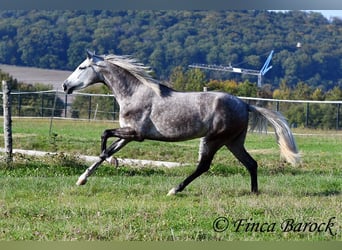PRE Mix, Mare, 3 years, 15,2 hh, Grey