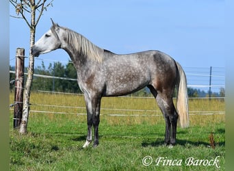 PRE Mix, Mare, 3 years, 15,2 hh, Grey