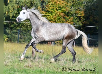PRE Mix, Mare, 3 years, 15,2 hh, Grey