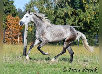 PRE Mix, Mare, 3 years, 15,2 hh, Grey