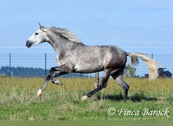 PRE Mix, Mare, 3 years, 15,2 hh, Grey