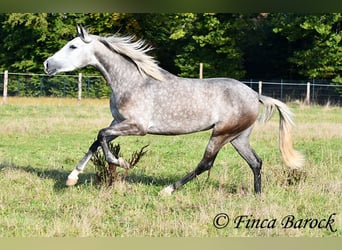 PRE Mix, Mare, 3 years, 15,2 hh, Grey