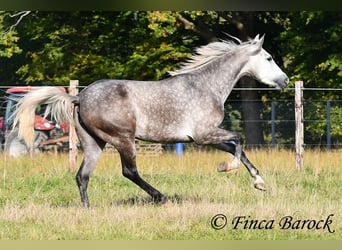 PRE Mix, Mare, 3 years, 15,2 hh, Grey