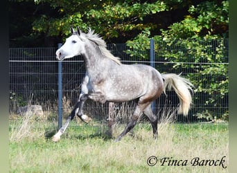 PRE Mix, Mare, 3 years, 15,2 hh, Grey