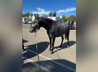PRE Mix, Mare, 3 years, 15,2 hh, Grey-Blue-Tan